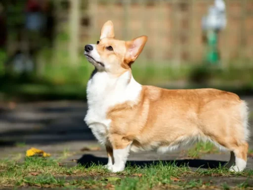 Metodología PMBOK en construcción civil